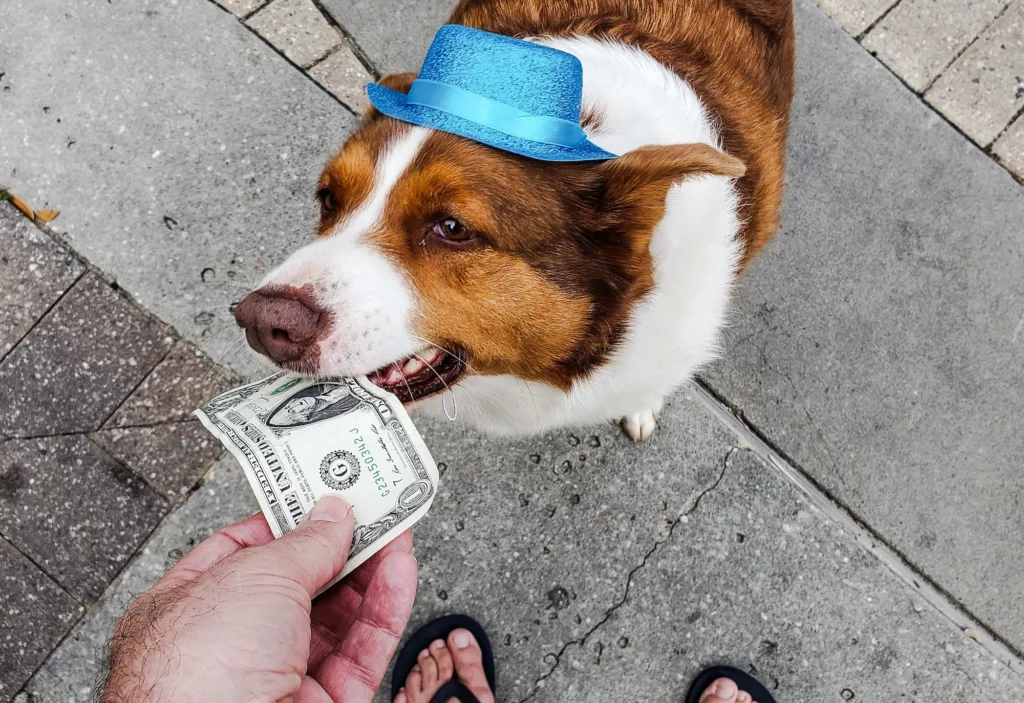 Cute pet in hat collects money from tourists entertained by accordion player he calls dad.