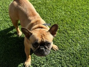 synthetic turf cleaners, synthetic turf cleaning products, how to clean synthetic turf